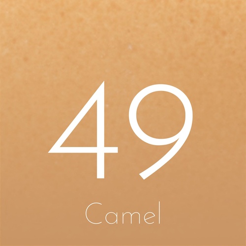 Camel